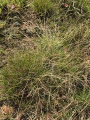 Microchloa caffra