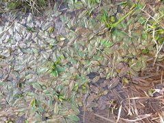 Potamogeton polygonifolius