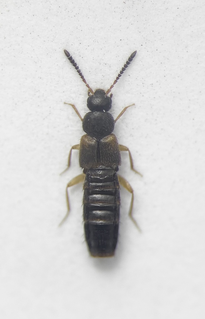 Atheta pseudomodesta