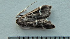 Diasemiodes janassialis