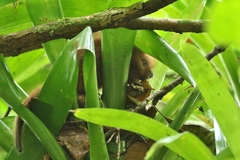 Coendou longicaudatus