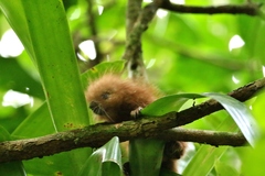 Coendou longicaudatus