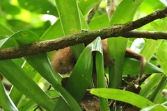 Coendou longicaudatus
