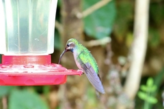 Campylopterus falcatus