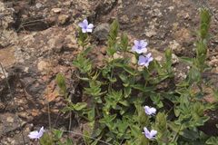 Barleria ovata