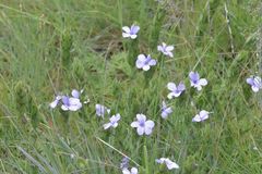 Barleria ovata