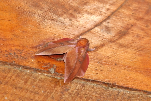 Othorene purpurascens