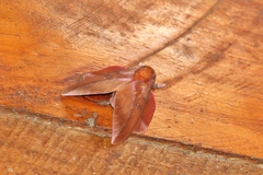 Othorene purpurascens