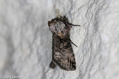 Abrostola microvalis