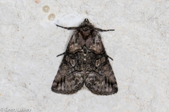 Abrostola microvalis