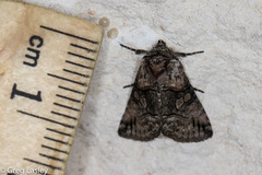 Abrostola microvalis