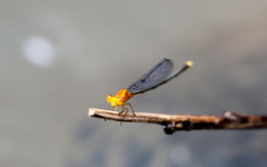 Pseudagrion pilidorsum declaratum
