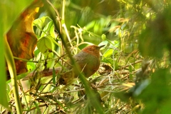 Synallaxis fuscorufa