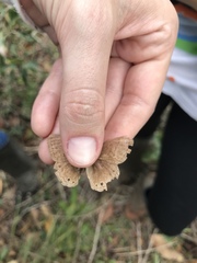 Yphthimoides patricia