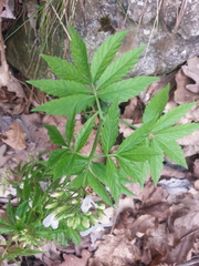 Cardamine heptaphylla