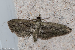 Eupithecia longidens