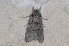 Acronicta tota