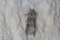 Acronicta tota