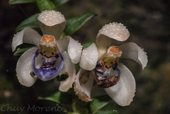 Dichaea intermedia