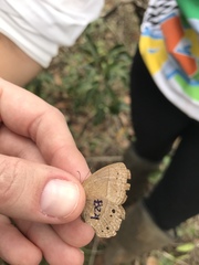 Yphthimoides patricia