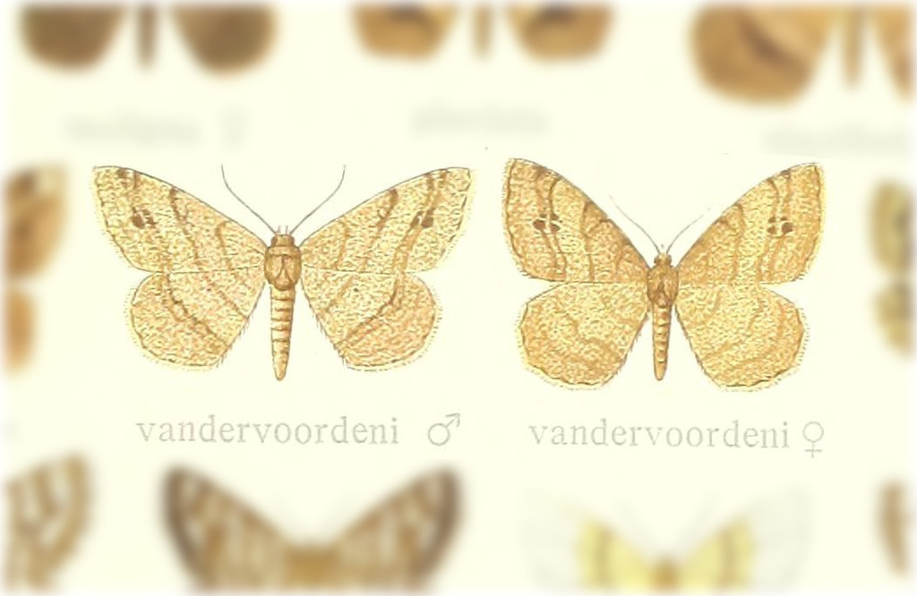 Digrammia vandervoordeni