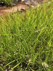 Cyperus teneristolon