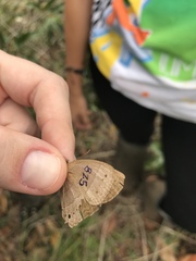 Yphthimoides patricia