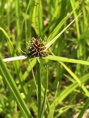 Cyperus teneristolon