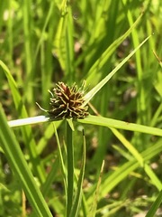 Cyperus teneristolon