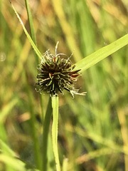 Cyperus teneristolon