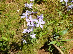 Phlox divaricata laphamii