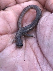 Batrachoseps major major