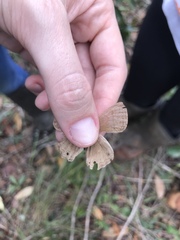 Yphthimoides patricia