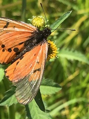 Acraea neobule neobule