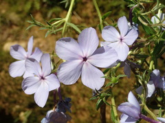 Phlox divaricata laphamii