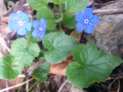 Omphalodes verna