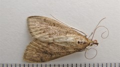 Saucrobotys futilalis