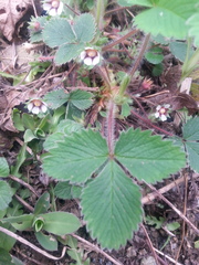 Potentilla micrantha