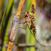 Megalong Tanglevein Fly - Photo (c) cliffdorse, some rights reserved (CC BY-NC), uploaded by cliffdorse