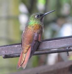 Heliodoxa rubricauda