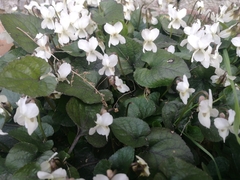Viola alba