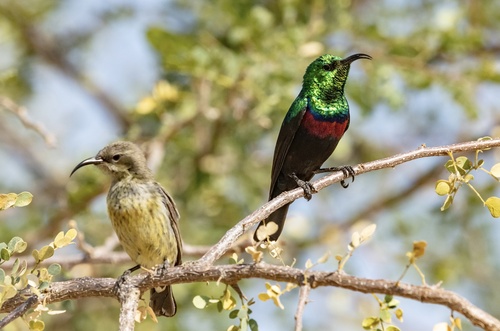 Southern Marico Sunbird
