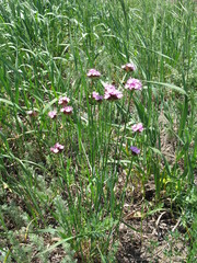 Dianthus andrzejowskianus