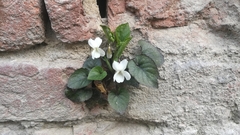 Viola alba