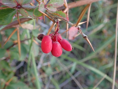 Berberis aetnensis (Berberis aetnensis)