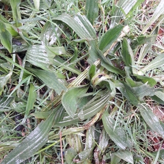 Plantago lanceolata