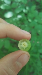 Amphibolips confluenta