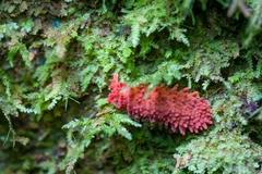 Caledonimeria mirabilis