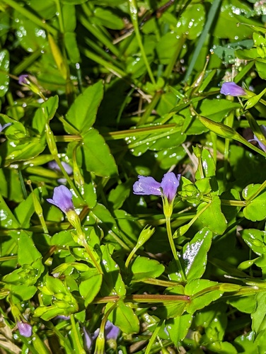 Lindernia anagallis iNat (1)
