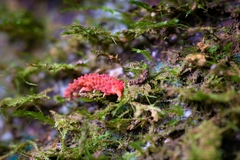 Caledonimeria mirabilis